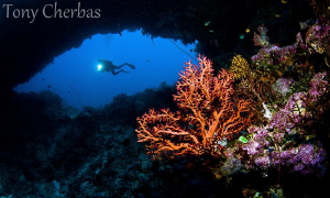 Arches. Father's Reef, Papua New Guinea by Tony Cherbas 